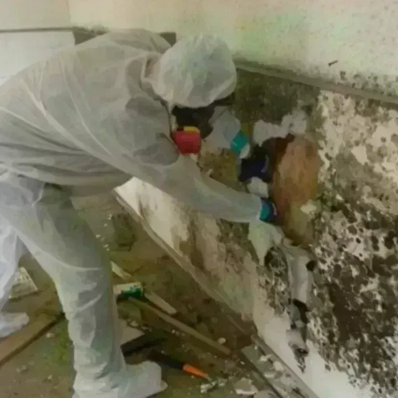 Mold Remediation and Removal in Yardley, PA